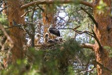 выкса.рф, От выксунских лесов до областной Красной книги: история возвращения черного аиста